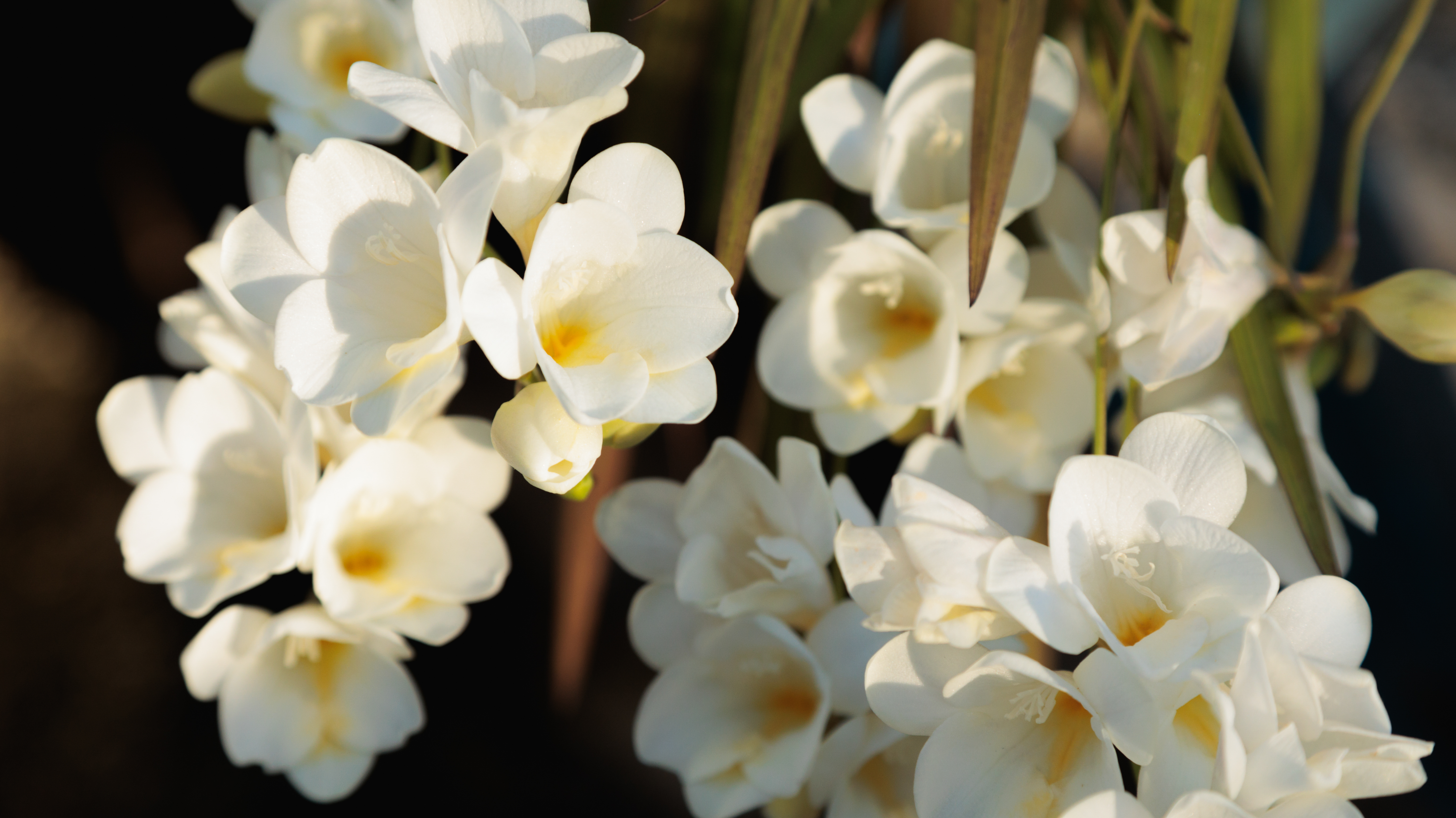 Freesia