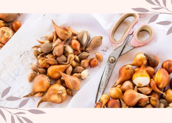 How to store spring bulbs for next year: an expert guide