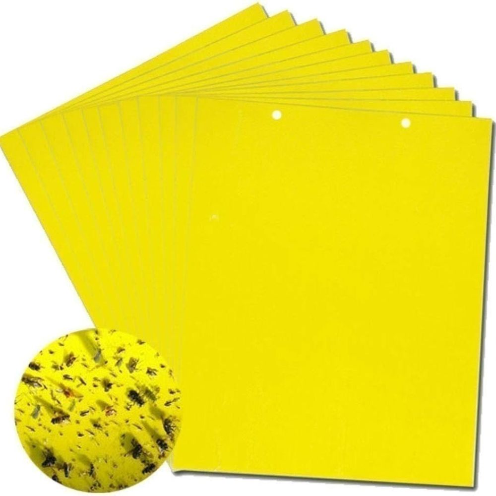yellow sticky fly pads from Amazon