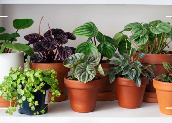 The best houseplants for stress relief, according to garden expert