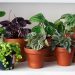 The best houseplants for stress relief, according to garden expert