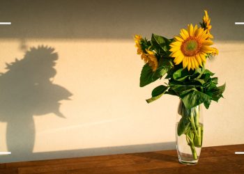 This household item can prolong your cut sunflowers’ bloom