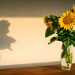 This household item can prolong your cut sunflowers’ bloom