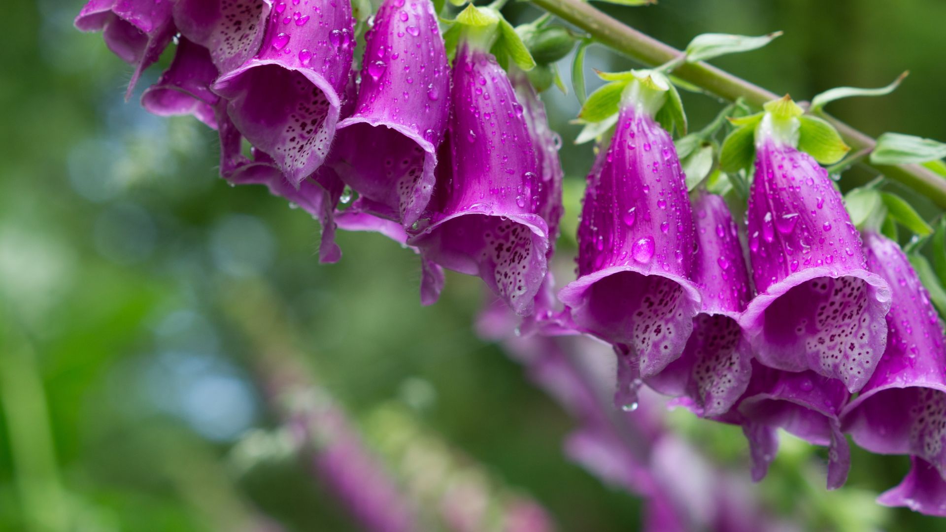 picture of purple foxgloves in garden