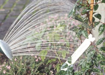 Gardener reveals a common watering mistake to avoid in hot weather