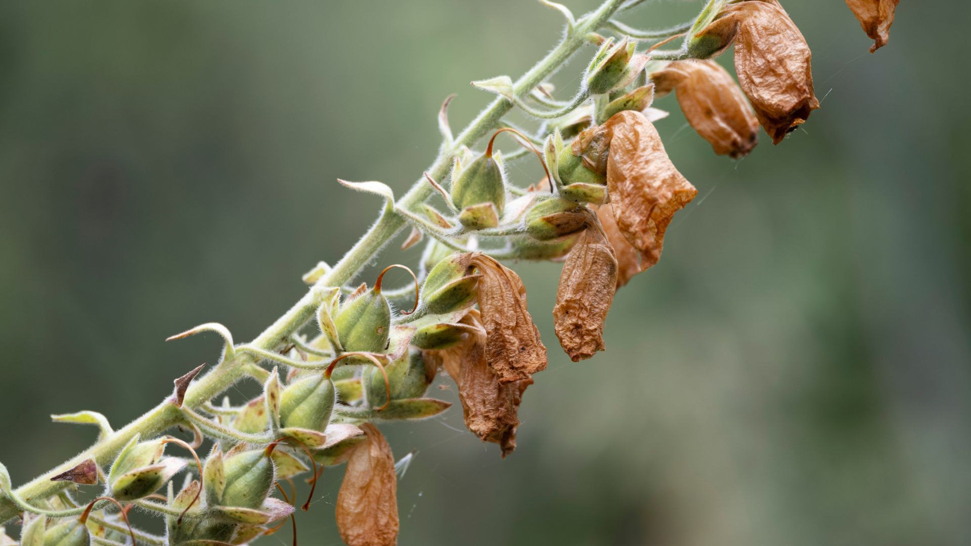 picture of dried foxgloves