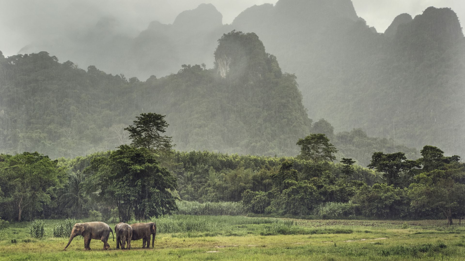 rain over paddy fields
