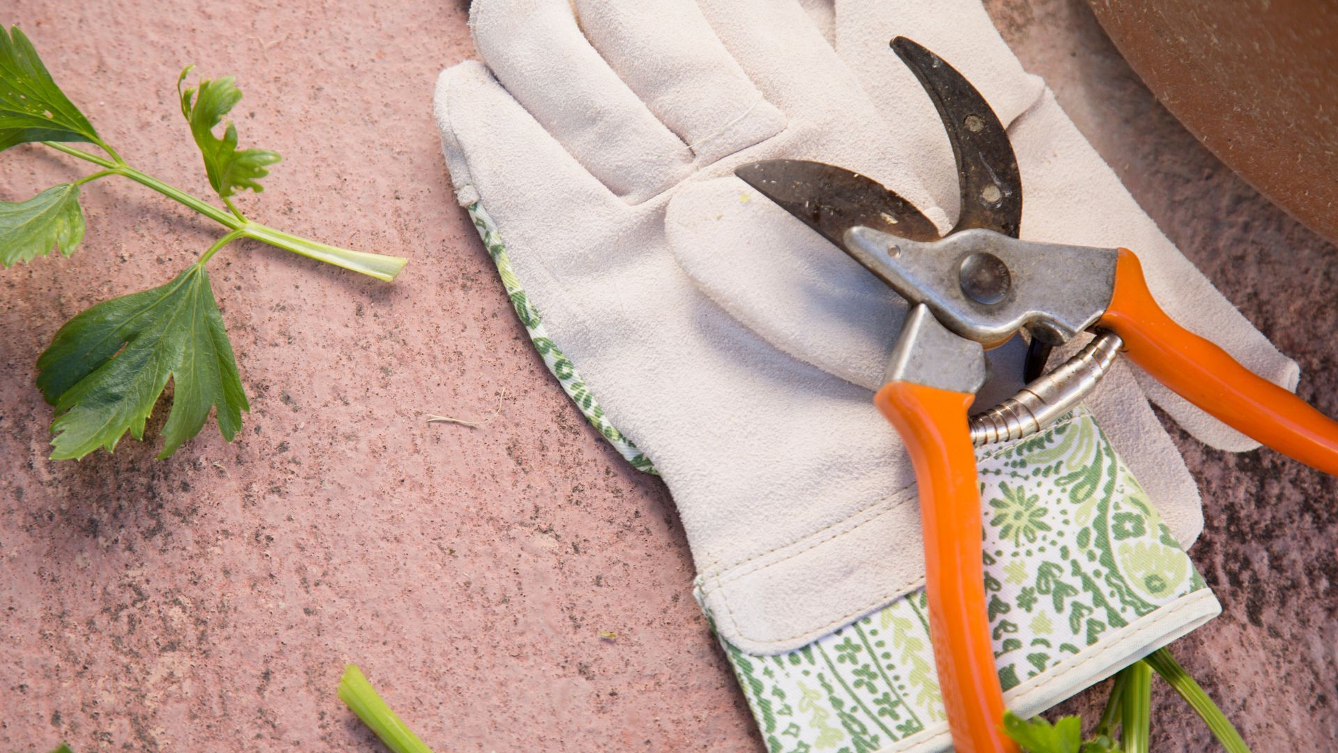 picture of secateurs and gardening gloves