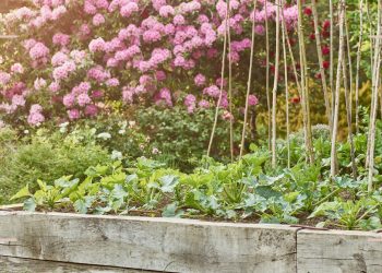 Are coffee grounds good for the garden? The pros and cons