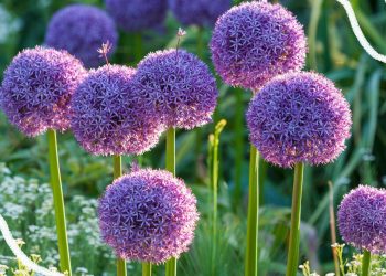 Should you deadhead alliums? A plant expert offers advice