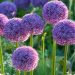 Should you deadhead alliums? A plant expert offers advice