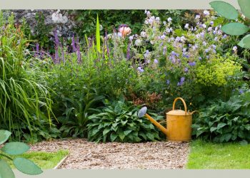 How to water your garden during a hosepipe ban: expert advice