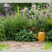 How to water your garden during a hosepipe ban: expert advice