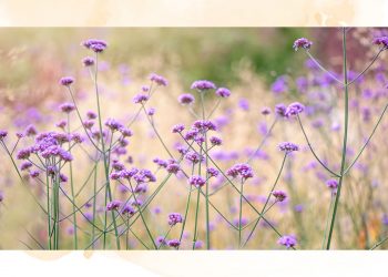 Should you deadhead verbena? Garden experts share advice