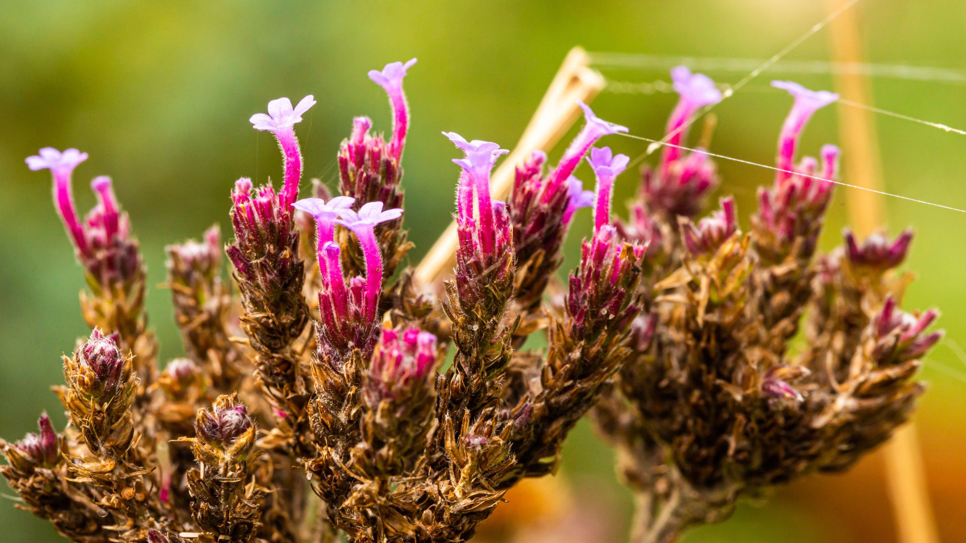 picture of dying back verbena