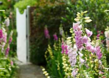 Should you deadhead foxgloves? Gardening experts weigh in