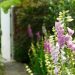 Should you deadhead foxgloves? Gardening experts weigh in