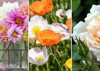 Best cutting garden flowers: 8 top picks from professionals