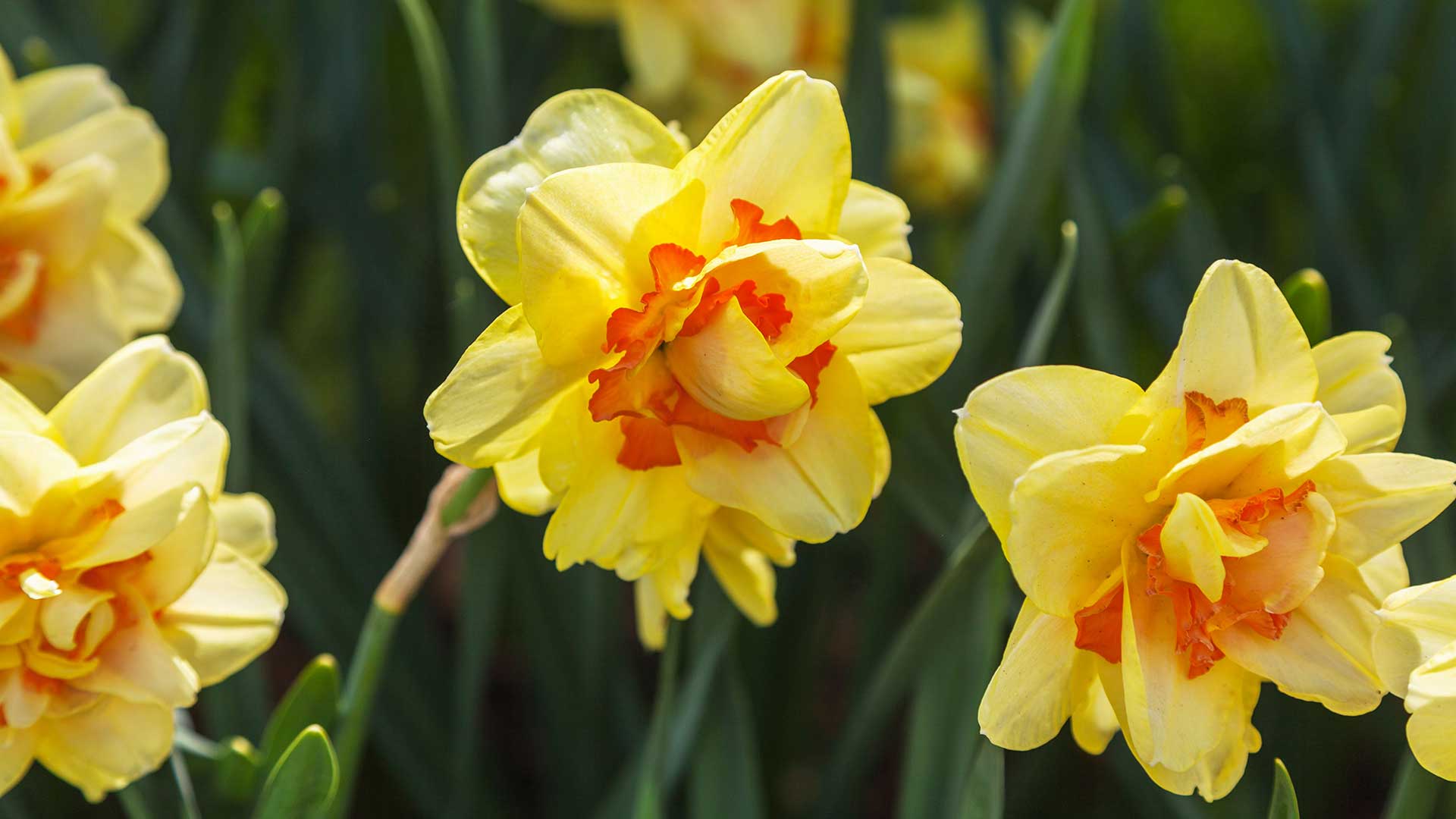 &#039;Tahiti&#039; daffodils