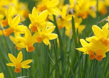 How to grow daffodils: experts share tips on autumn planting