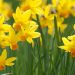 How to grow daffodils: experts share tips on autumn planting