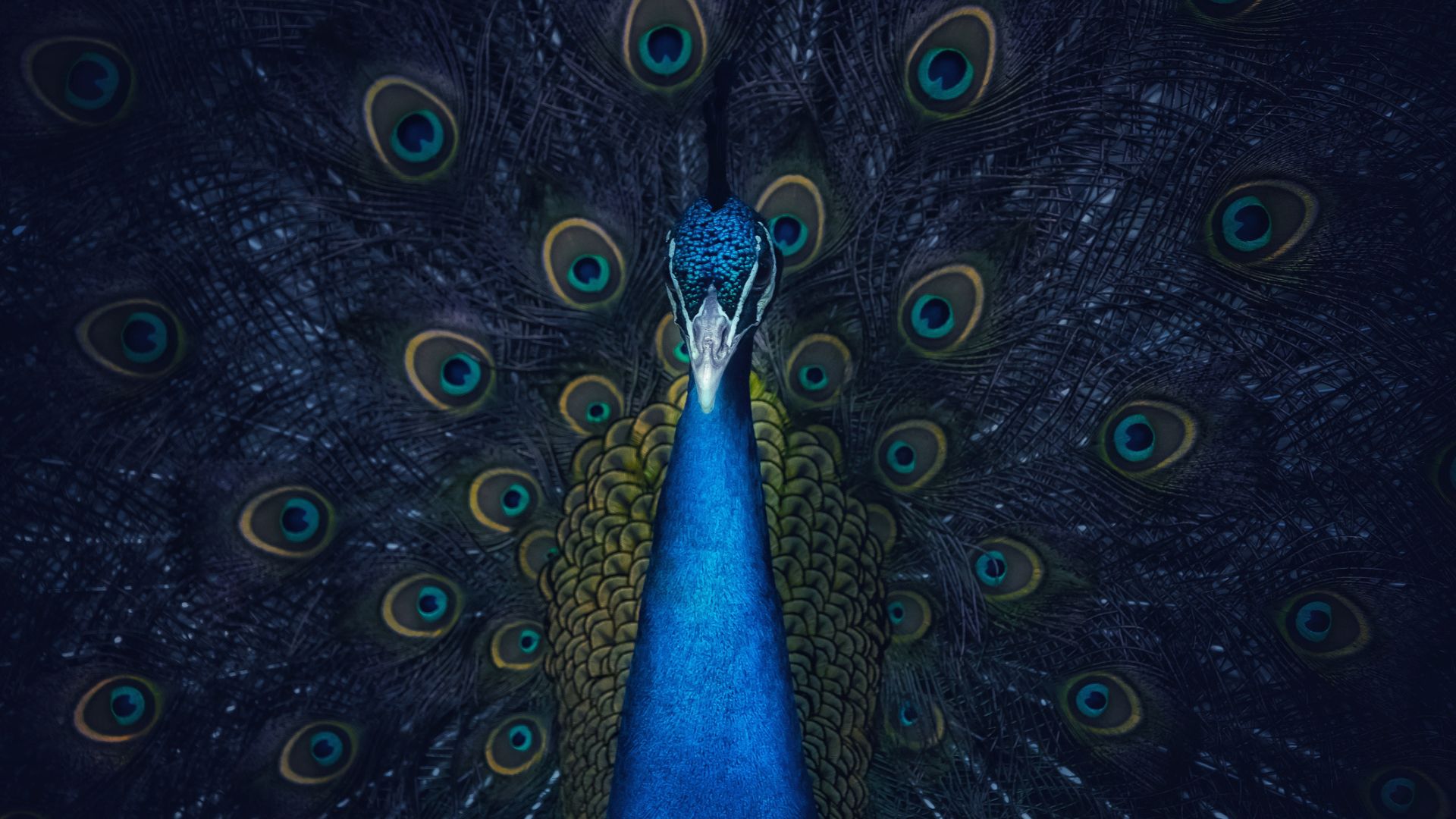 A beautiful peacock with it&#039;s feathers open