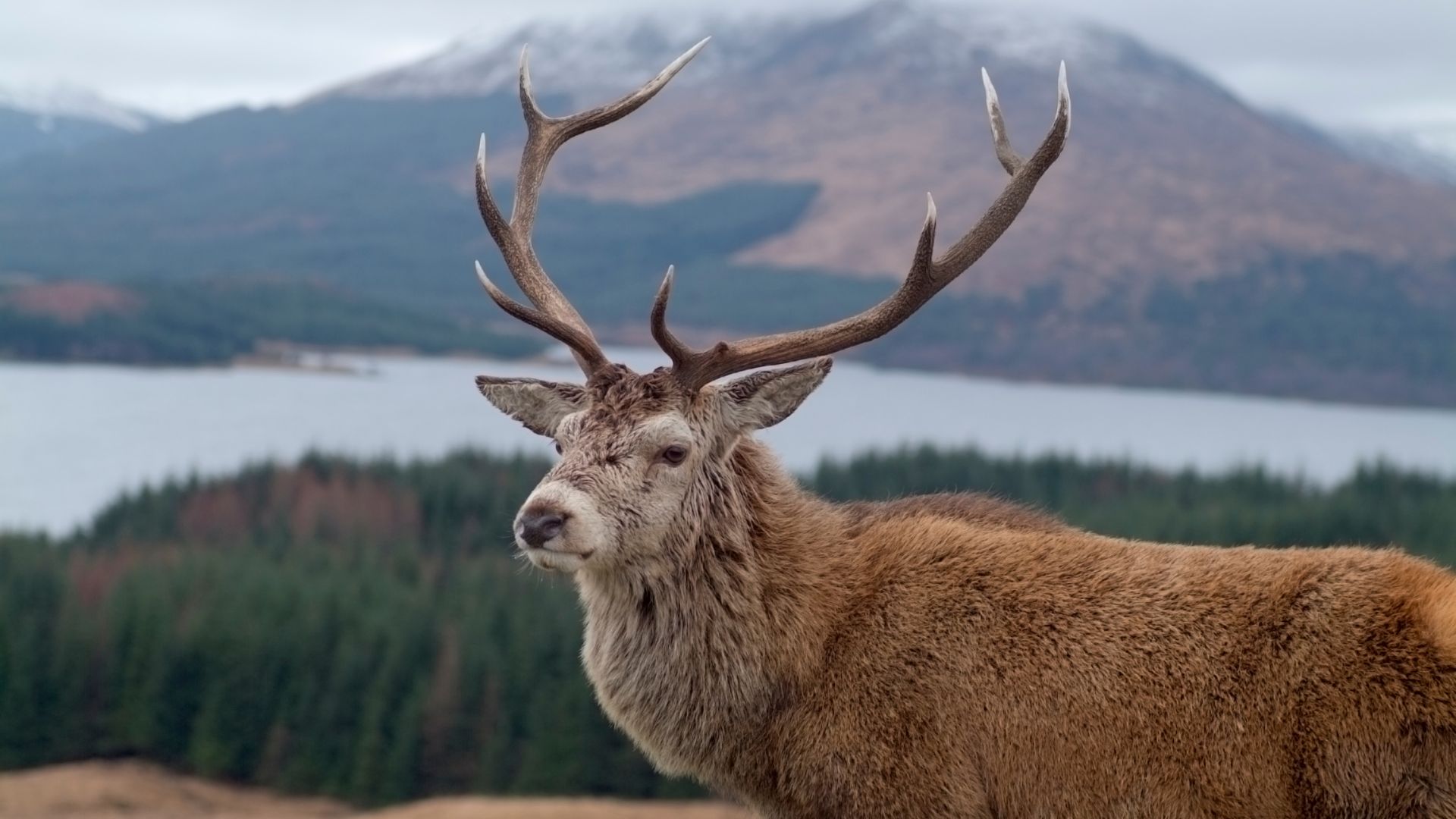 A stag stands proudly in the Scottish Highlands