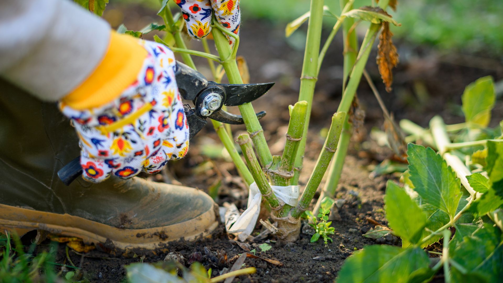 picture of woman cutting back dahlias for winter season