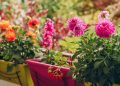 Can you leave dahlias in pots over winter? Experts weigh in
