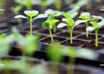 Streamline your seed sowing with this gardening essential