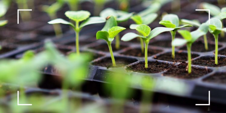 Streamline your seed sowing with this gardening essential